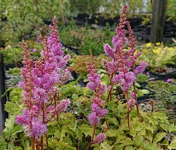 Astilbe chinensis pumila - 8cm pot 